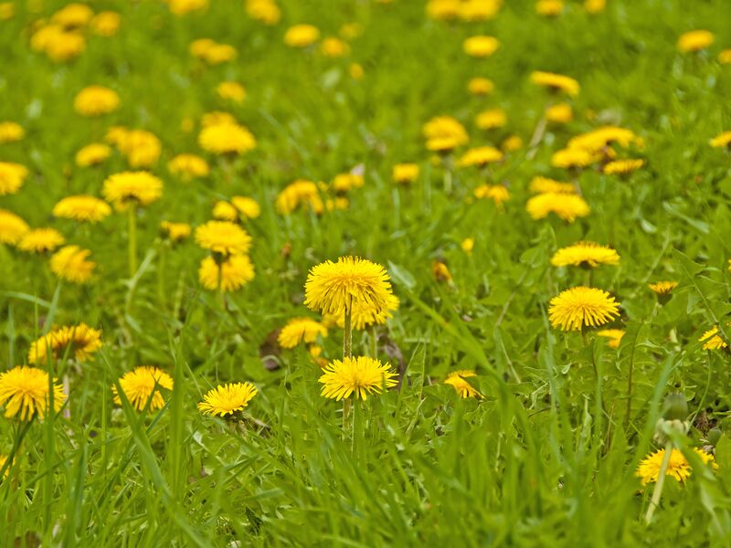 Leuchtende Löwenzahnblüten auf grüner Wiese am Kräuterwanderweg.