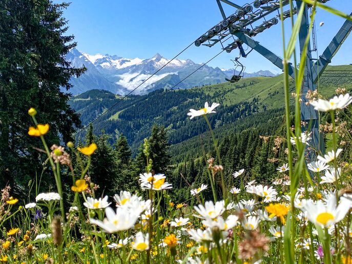 Flower meadow with view of snowy mountains and ski lift. | © Schmittenhöhebahn AG